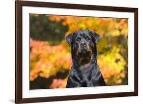 Rottweiler in Autumn, E. Haddam, Connecticut, USA-Lynn M^ Stone-Framed Photographic Print