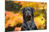 Rottweiler in Autumn, E. Haddam, Connecticut, USA-Lynn M^ Stone-Mounted Photographic Print