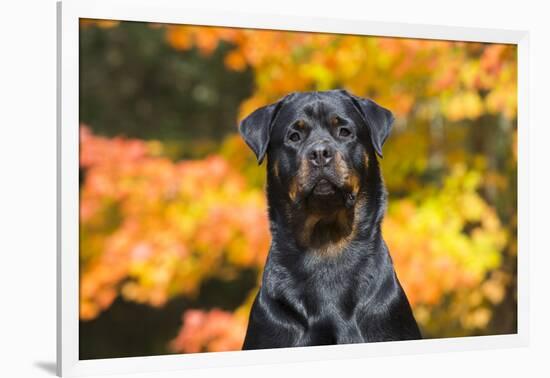 Rottweiler in Autumn, E. Haddam, Connecticut, USA-Lynn M^ Stone-Framed Photographic Print