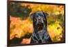 Rottweiler in Autumn, E. Haddam, Connecticut, USA-Lynn M^ Stone-Framed Photographic Print