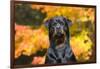 Rottweiler in Autumn, E. Haddam, Connecticut, USA-Lynn M^ Stone-Framed Photographic Print