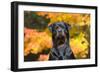 Rottweiler in Autumn, E. Haddam, Connecticut, USA-Lynn M^ Stone-Framed Photographic Print