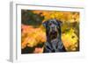 Rottweiler in Autumn, E. Haddam, Connecticut, USA-Lynn M^ Stone-Framed Photographic Print