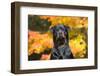 Rottweiler in Autumn, E. Haddam, Connecticut, USA-Lynn M^ Stone-Framed Photographic Print