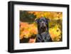 Rottweiler in Autumn, E. Haddam, Connecticut, USA-Lynn M^ Stone-Framed Photographic Print