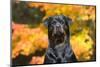 Rottweiler in Autumn, E. Haddam, Connecticut, USA-Lynn M^ Stone-Mounted Photographic Print