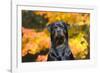 Rottweiler in Autumn, E. Haddam, Connecticut, USA-Lynn M^ Stone-Framed Photographic Print