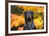 Rottweiler in Autumn, E. Haddam, Connecticut, USA-Lynn M^ Stone-Framed Photographic Print