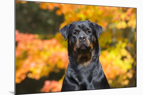 Rottweiler in Autumn, E. Haddam, Connecticut, USA-Lynn M^ Stone-Mounted Photographic Print