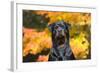 Rottweiler in Autumn, E. Haddam, Connecticut, USA-Lynn M^ Stone-Framed Photographic Print