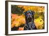 Rottweiler in Autumn, E. Haddam, Connecticut, USA-Lynn M^ Stone-Framed Photographic Print