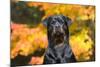 Rottweiler in Autumn, E. Haddam, Connecticut, USA-Lynn M^ Stone-Mounted Photographic Print