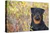Rottweiler in Seashore Meadow Berries and Brush, Madison, Connecticut, USA-Lynn M^ Stone-Stretched Canvas