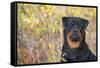 Rottweiler in Seashore Meadow Berries and Brush, Madison, Connecticut, USA-Lynn M^ Stone-Framed Stretched Canvas