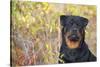 Rottweiler in Seashore Meadow Berries and Brush, Madison, Connecticut, USA-Lynn M^ Stone-Stretched Canvas