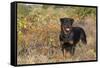 Rottweiler in Seashore Meadow Berries and Brush, Madison, Connecticut, USA-Lynn M^ Stone-Framed Stretched Canvas