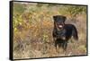 Rottweiler in Seashore Meadow Berries and Brush, Madison, Connecticut, USA-Lynn M^ Stone-Framed Stretched Canvas