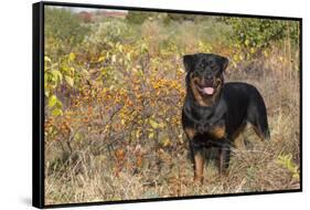 Rottweiler in Seashore Meadow Berries and Brush, Madison, Connecticut, USA-Lynn M^ Stone-Framed Stretched Canvas