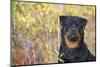 Rottweiler in Seashore Meadow Berries and Brush, Madison, Connecticut, USA-Lynn M^ Stone-Mounted Photographic Print