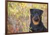 Rottweiler in Seashore Meadow Berries and Brush, Madison, Connecticut, USA-Lynn M^ Stone-Framed Photographic Print