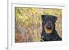 Rottweiler in Seashore Meadow Berries and Brush, Madison, Connecticut, USA-Lynn M^ Stone-Framed Photographic Print