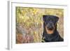 Rottweiler in Seashore Meadow Berries and Brush, Madison, Connecticut, USA-Lynn M^ Stone-Framed Photographic Print