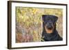 Rottweiler in Seashore Meadow Berries and Brush, Madison, Connecticut, USA-Lynn M^ Stone-Framed Photographic Print