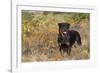 Rottweiler in Seashore Meadow Berries and Brush, Madison, Connecticut, USA-Lynn M^ Stone-Framed Photographic Print