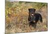 Rottweiler in Seashore Meadow Berries and Brush, Madison, Connecticut, USA-Lynn M^ Stone-Mounted Photographic Print