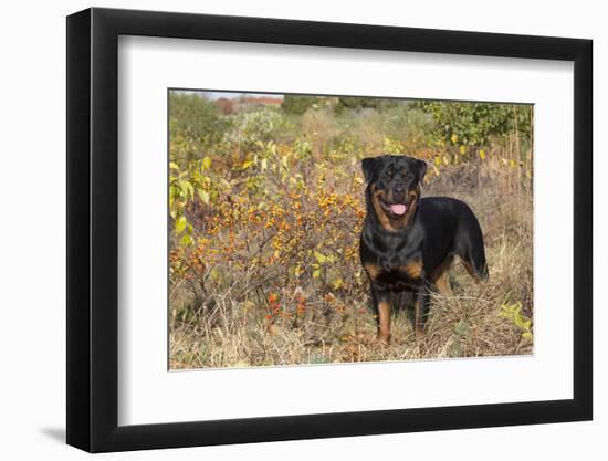 Rottweiler in Seashore Meadow Berries and Brush, Madison, Connecticut, USA-Lynn M^ Stone-Framed Photographic Print