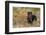 Rottweiler in Seashore Meadow Berries and Brush, Madison, Connecticut, USA-Lynn M^ Stone-Framed Photographic Print