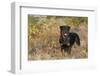 Rottweiler in Seashore Meadow Berries and Brush, Madison, Connecticut, USA-Lynn M^ Stone-Framed Photographic Print