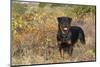 Rottweiler in Seashore Meadow Berries and Brush, Madison, Connecticut, USA-Lynn M^ Stone-Mounted Photographic Print