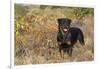 Rottweiler in Seashore Meadow Berries and Brush, Madison, Connecticut, USA-Lynn M^ Stone-Framed Photographic Print