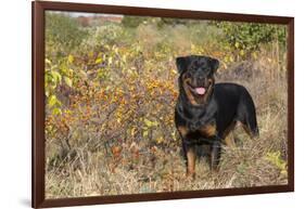 Rottweiler in Seashore Meadow Berries and Brush, Madison, Connecticut, USA-Lynn M^ Stone-Framed Photographic Print