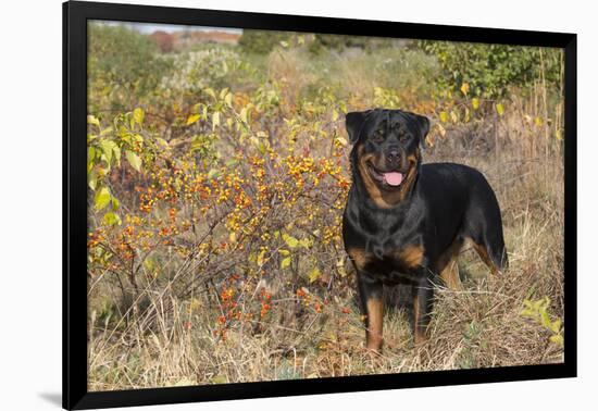 Rottweiler in Seashore Meadow Berries and Brush, Madison, Connecticut, USA-Lynn M^ Stone-Framed Photographic Print