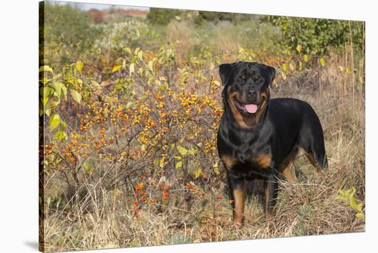 Rottweiler in Seashore Meadow Berries and Brush, Madison, Connecticut, USA-Lynn M^ Stone-Stretched Canvas