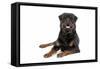 Rottweiler Lying Down-null-Framed Stretched Canvas