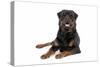 Rottweiler Lying Down-null-Stretched Canvas