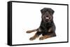 Rottweiler Lying Down-null-Framed Stretched Canvas