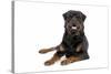 Rottweiler Lying Down-null-Stretched Canvas