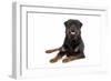 Rottweiler Lying Down-null-Framed Photographic Print