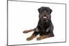 Rottweiler Lying Down-null-Mounted Photographic Print