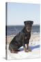 Rottweiler on Snowy Upper Beach by a Long Island Sound Beach, Madison, Connecticut, USA-Lynn M^ Stone-Stretched Canvas