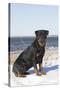 Rottweiler on Snowy Upper Beach by a Long Island Sound Beach, Madison, Connecticut, USA-Lynn M^ Stone-Stretched Canvas