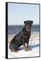 Rottweiler on Snowy Upper Beach by a Long Island Sound Beach, Madison, Connecticut, USA-Lynn M^ Stone-Framed Stretched Canvas