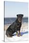 Rottweiler on Snowy Upper Beach by a Long Island Sound Beach, Madison, Connecticut, USA-Lynn M^ Stone-Stretched Canvas