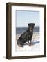 Rottweiler on Snowy Upper Beach by a Long Island Sound Beach, Madison, Connecticut, USA-Lynn M^ Stone-Framed Photographic Print