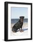 Rottweiler on Snowy Upper Beach by a Long Island Sound Beach, Madison, Connecticut, USA-Lynn M^ Stone-Framed Photographic Print