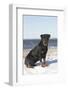 Rottweiler on Snowy Upper Beach by a Long Island Sound Beach, Madison, Connecticut, USA-Lynn M^ Stone-Framed Photographic Print